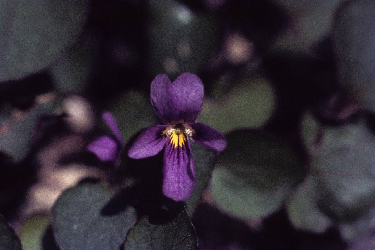 Viola flettii — search result for 'Violaceae'
