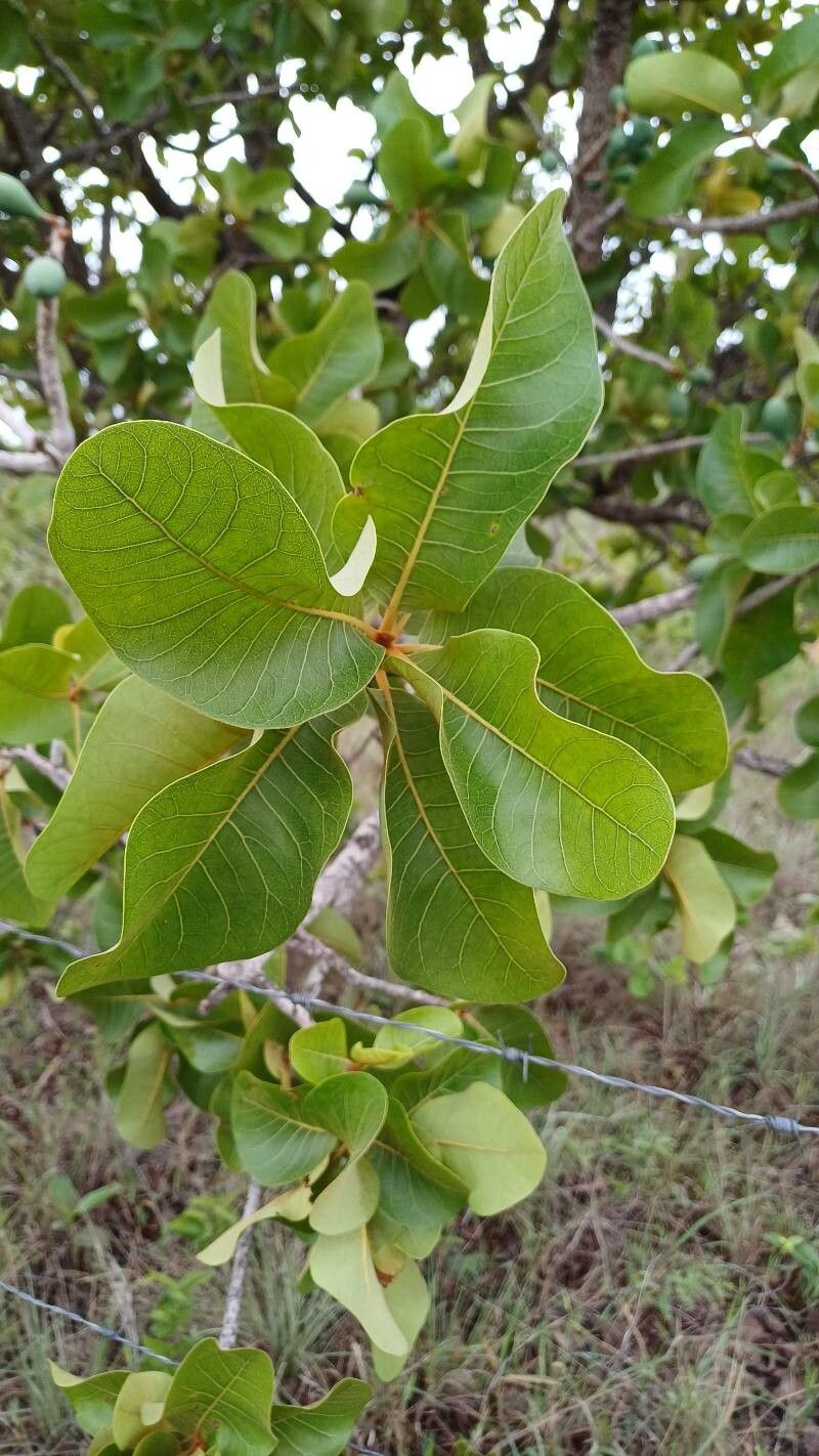 Pouteria ramiflora leaf