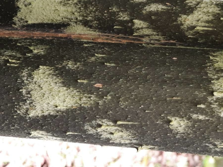 Dracontium gigas bark