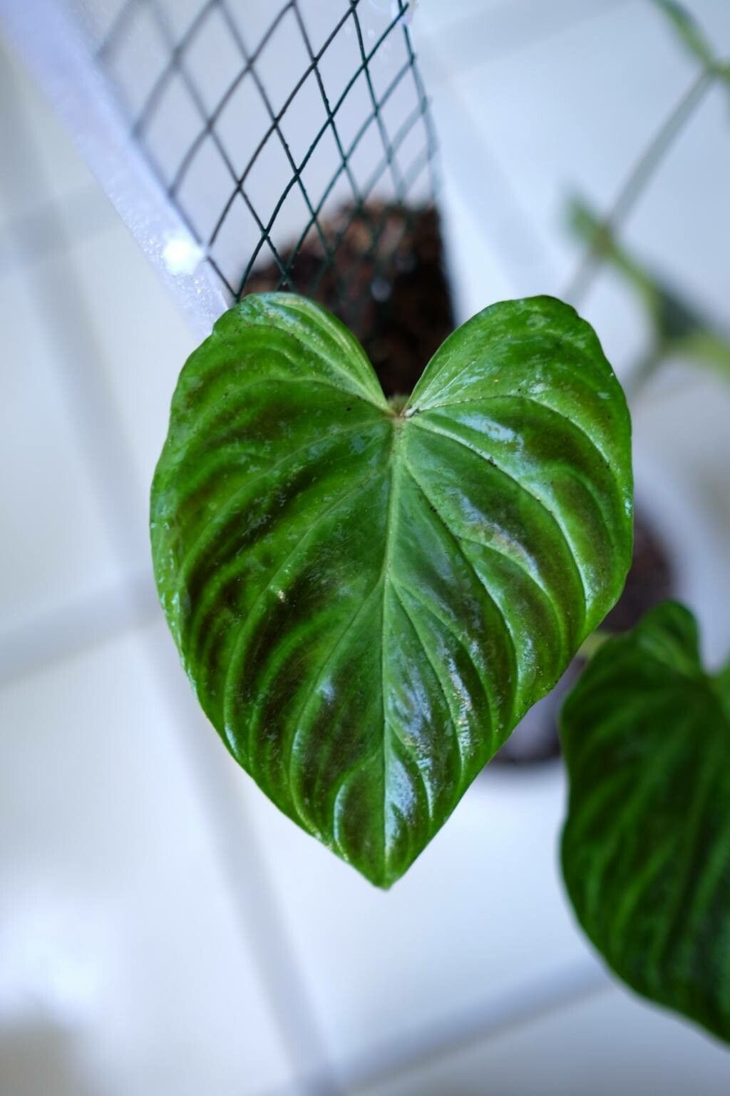Philodendron verrucosum — search result for 'Ecuador'