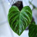 Philodendron verrucosum