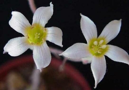 Tylecodon ellaphieae flower