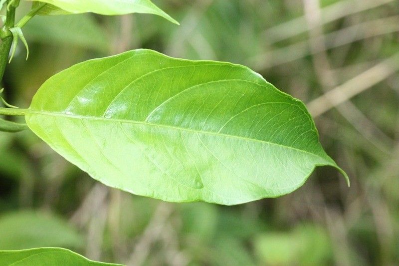 Mussaenda arcuata leaf