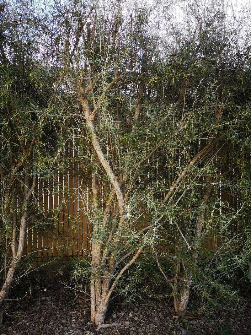 Olearia virgata habit