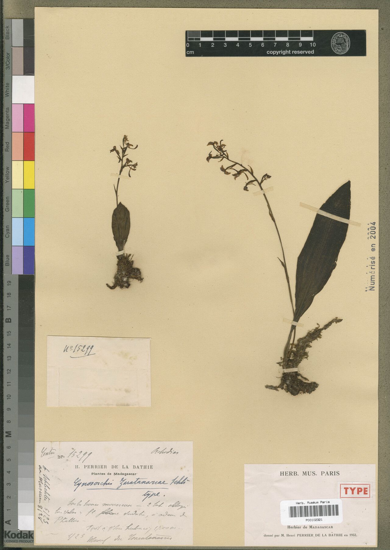 Cynorkis zaratananae — houseplant care guide