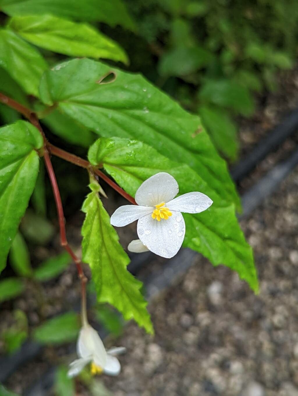 Begonia banaoensis flower