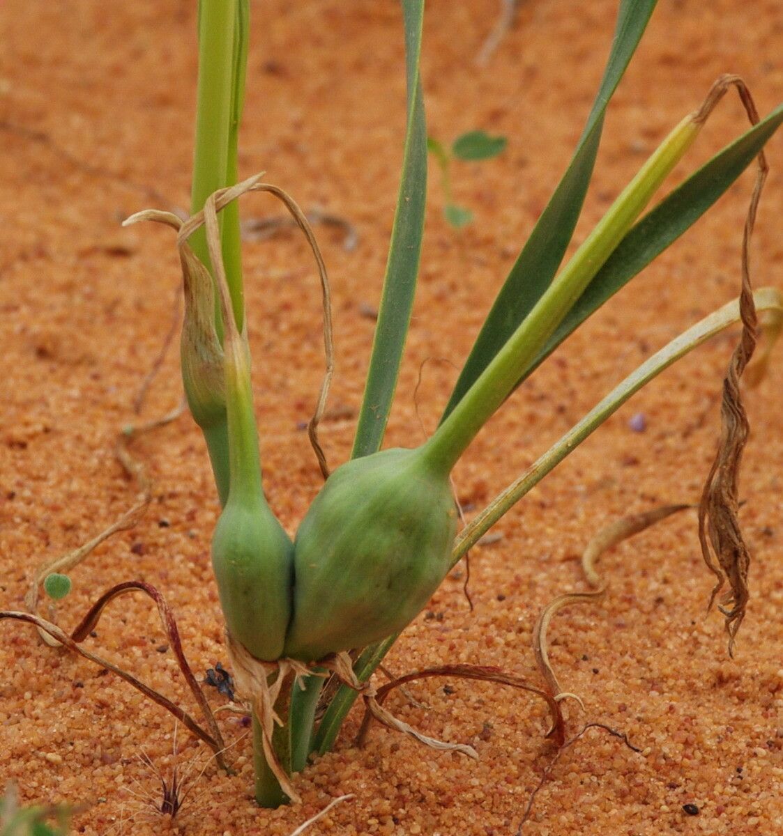 Pancratium trianthum fruit