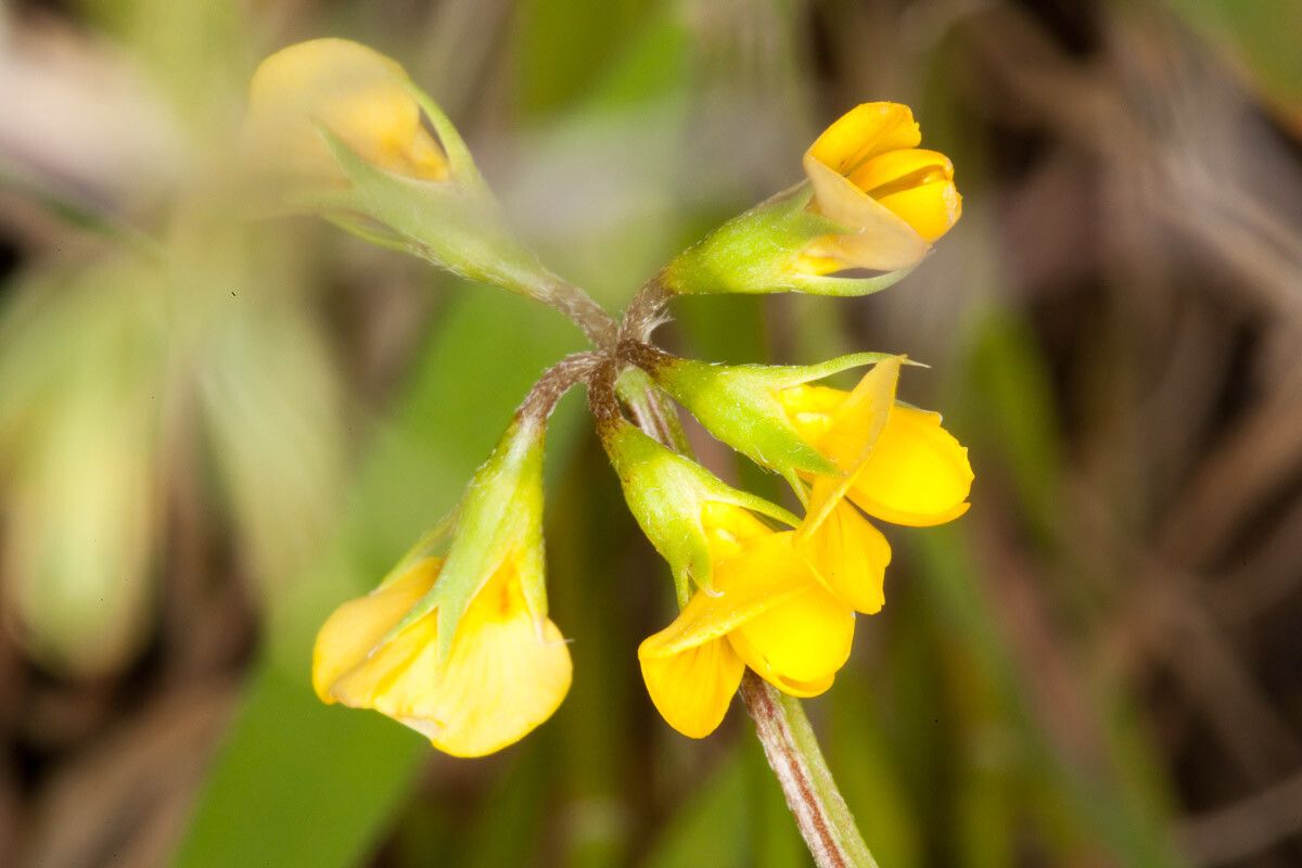 Scorpiurus subvillosus flower