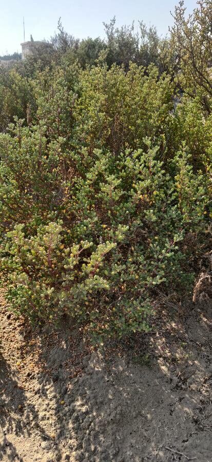 Batis maritima habit