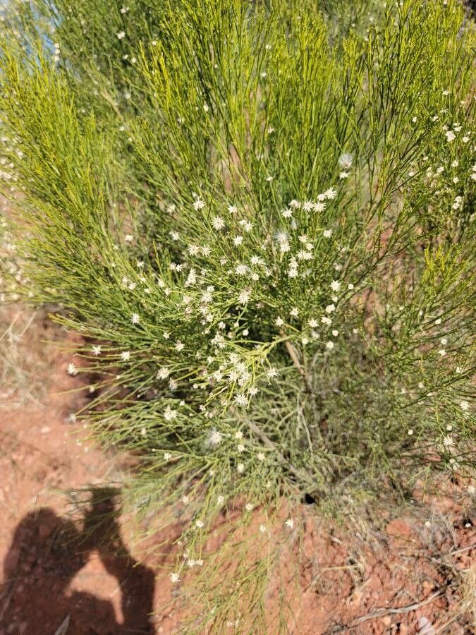 Baccharis sarothroides flower