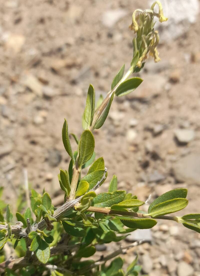 Mulguraea ligustrina — related species from the same genus