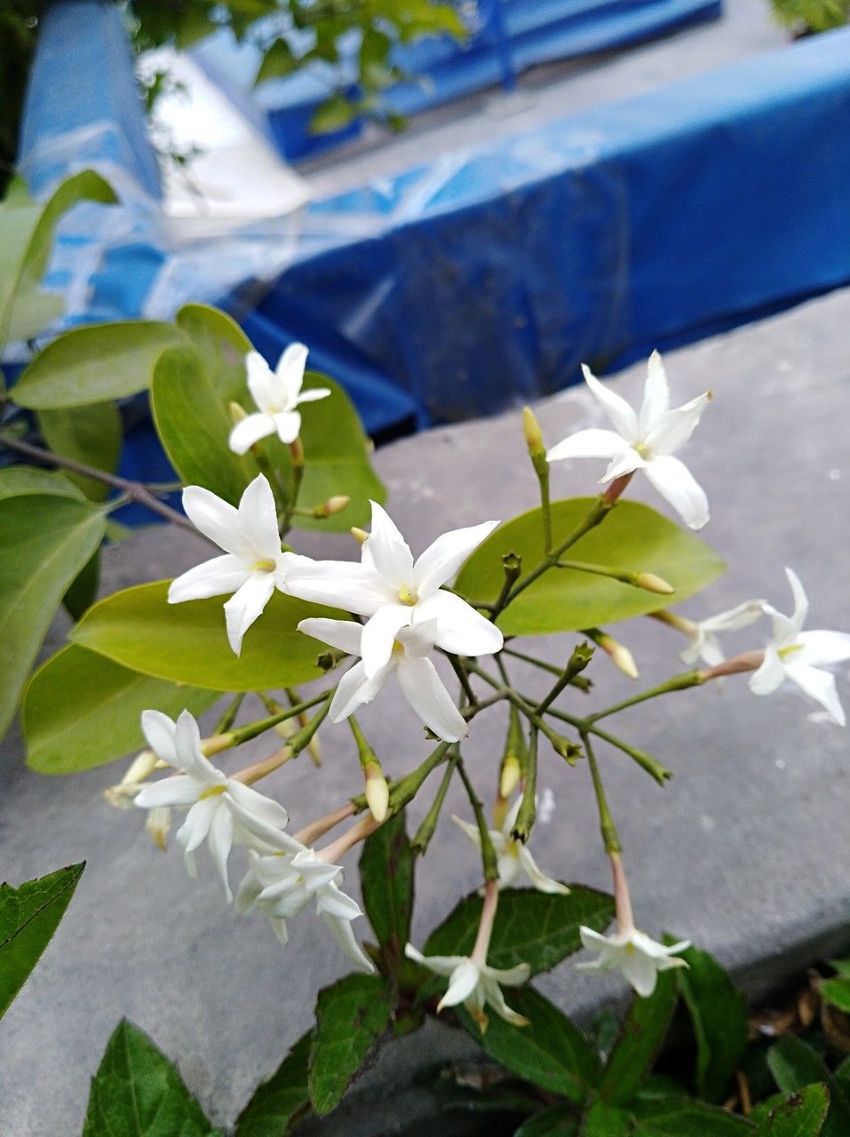 Jasminum neocaledonicum flower