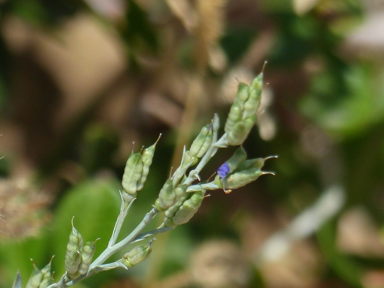 Delphinium peregrinum fruit