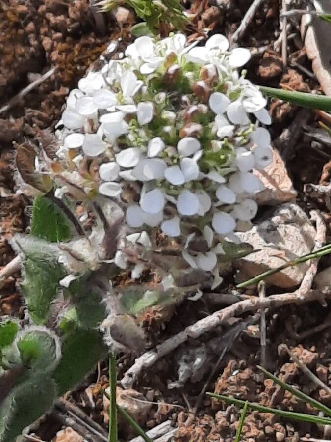 Lepidium hirtum flower