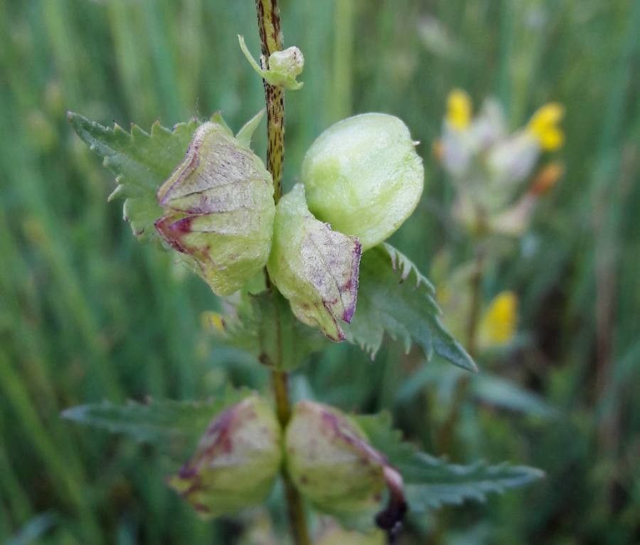 Rhinanthus minor fruit