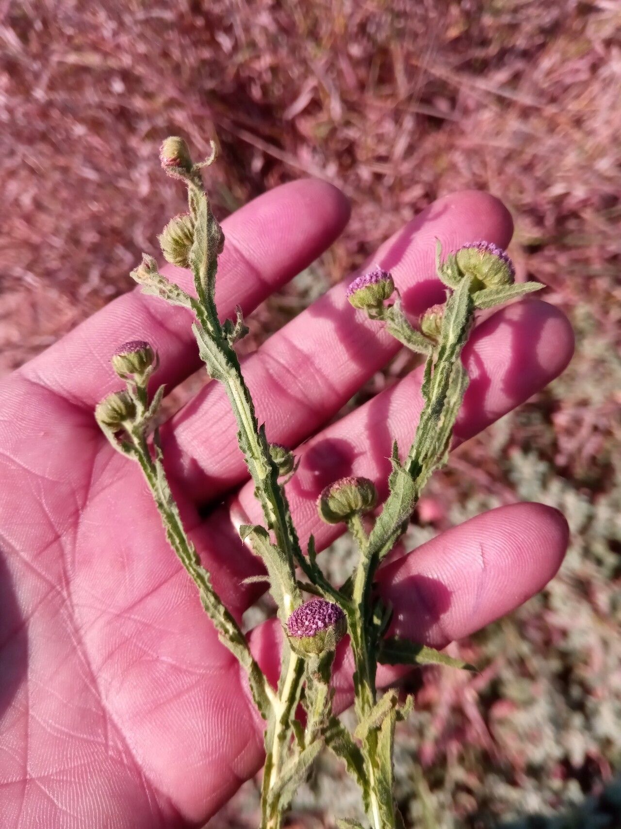 Sphaeranthus cotuloides flower