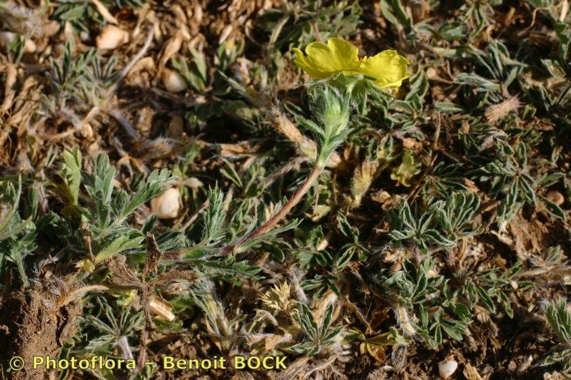 Potentilla reuteri — houseplant care guide