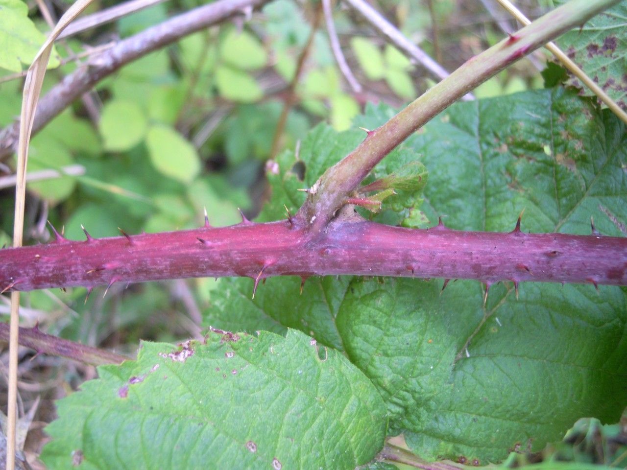 Rubus orthostachyoides bark
