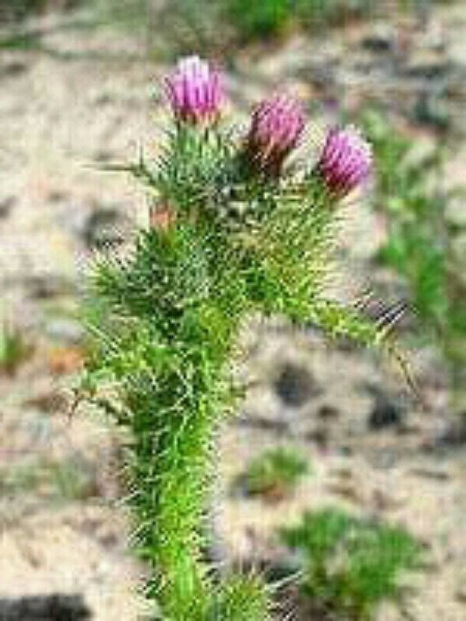 Carduus meonanthus flower