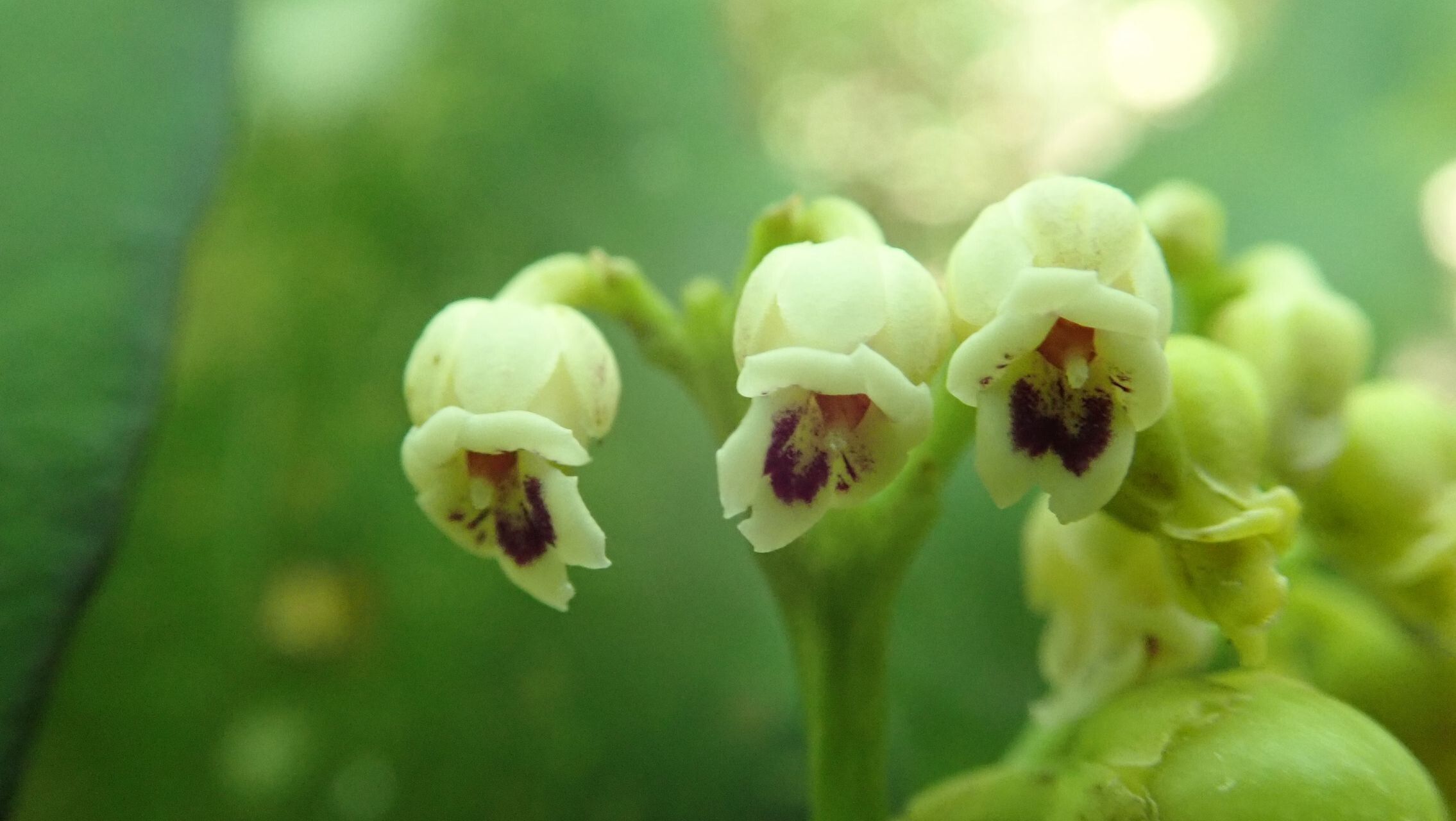 Hybanthus austrocaledonicus flower
