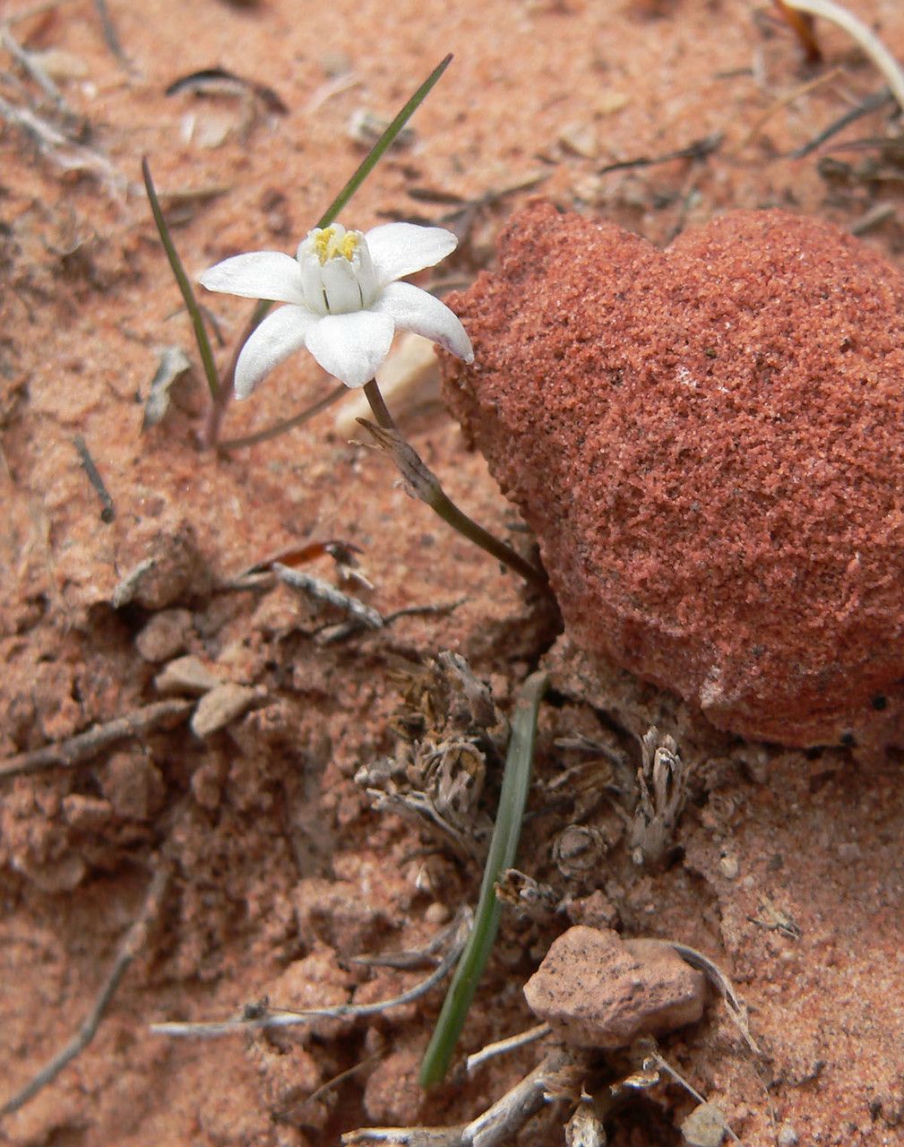 Muilla coronata — houseplant care guide