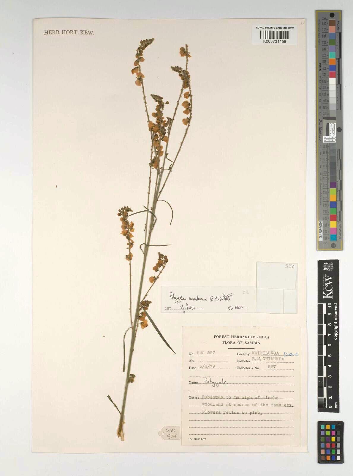 Polygala mendoncae — houseplant care guide