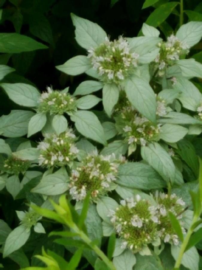 Pycnanthemum incanum flower
