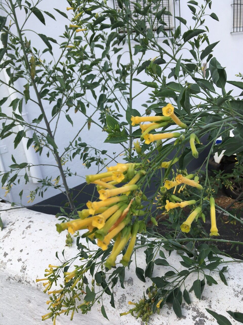 Nicotiana glauca flower
