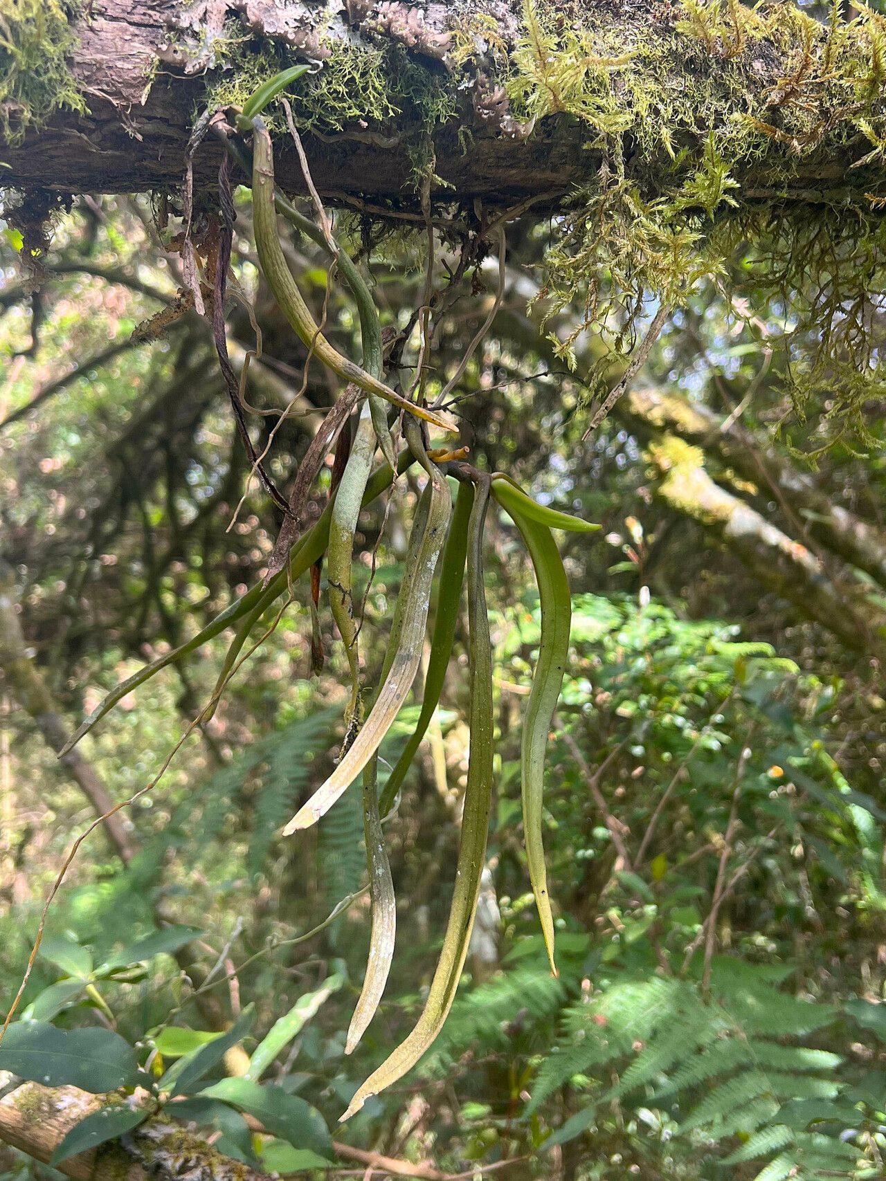 Diaphananthe sarcophylla — houseplant care guide