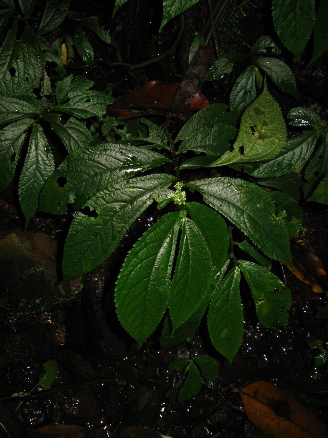 Elatostema welwitschii habit