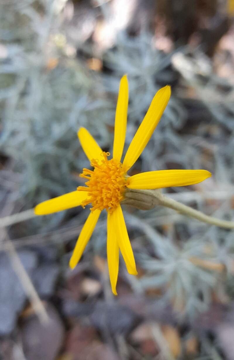 Senecio chilensis flower