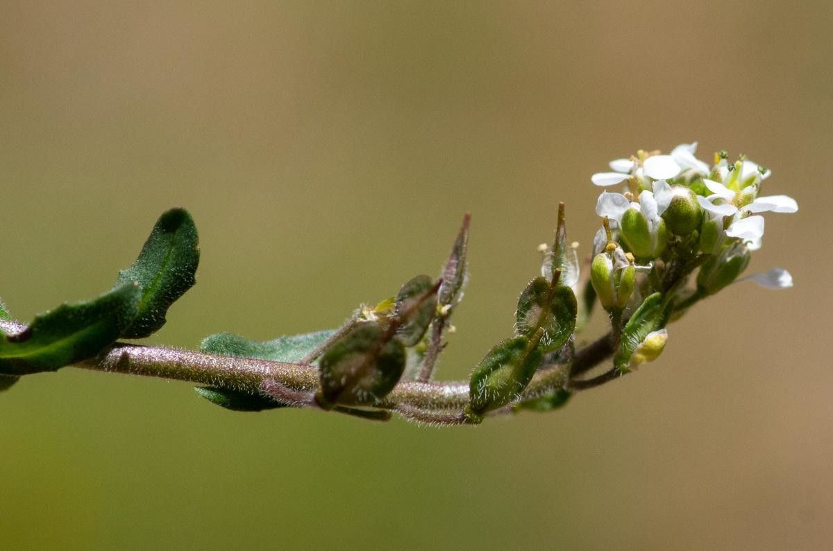 Lepidium oxyotum fruit
