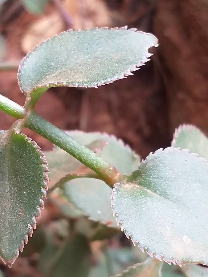 Kalanchoe lateritia bark