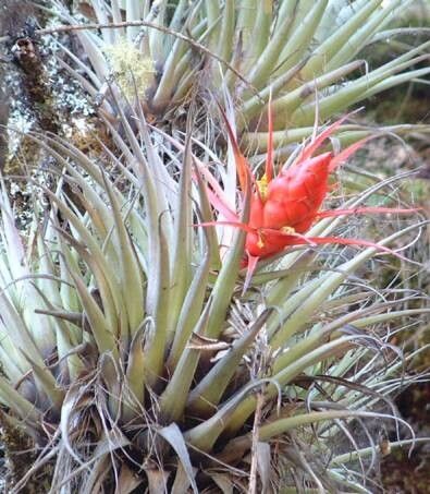 Tillandsia quaquaflorifera — houseplant care guide