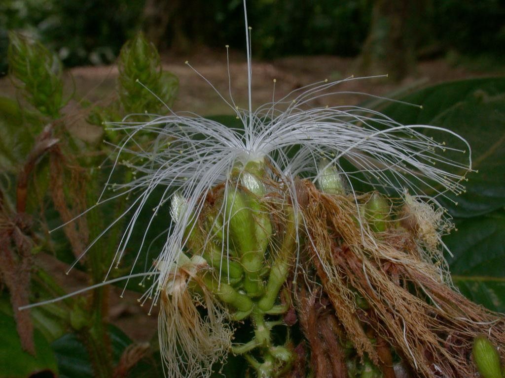 Inga tonduzii flower