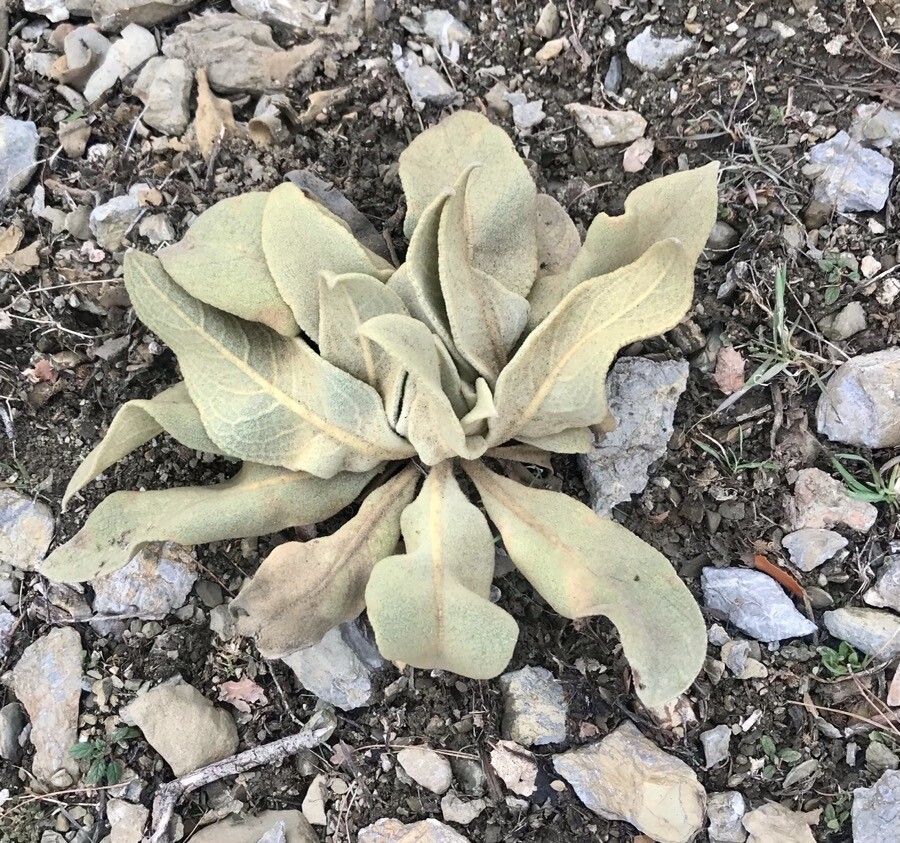 Verbascum giganteum — search result for 'Verbascum'