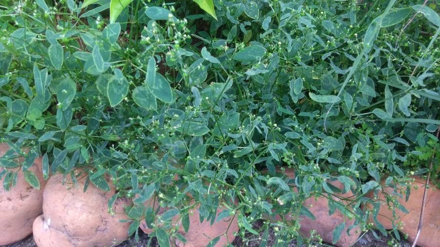 Polygonum glaucum — houseplant care guide