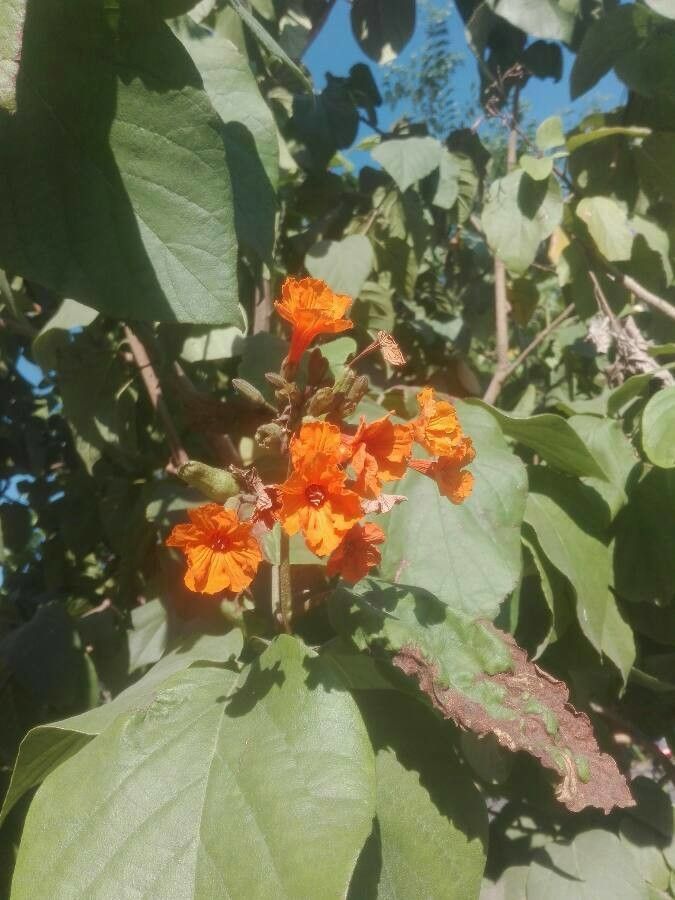 Cordia sebestena fruit
