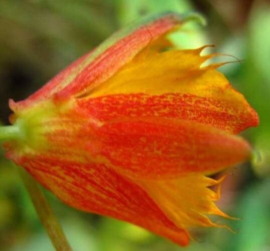 Tropaeolum smithii flower