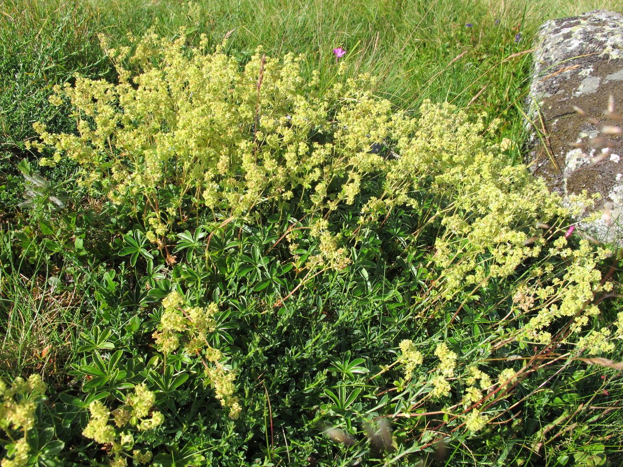 Alchemilla transiens habit