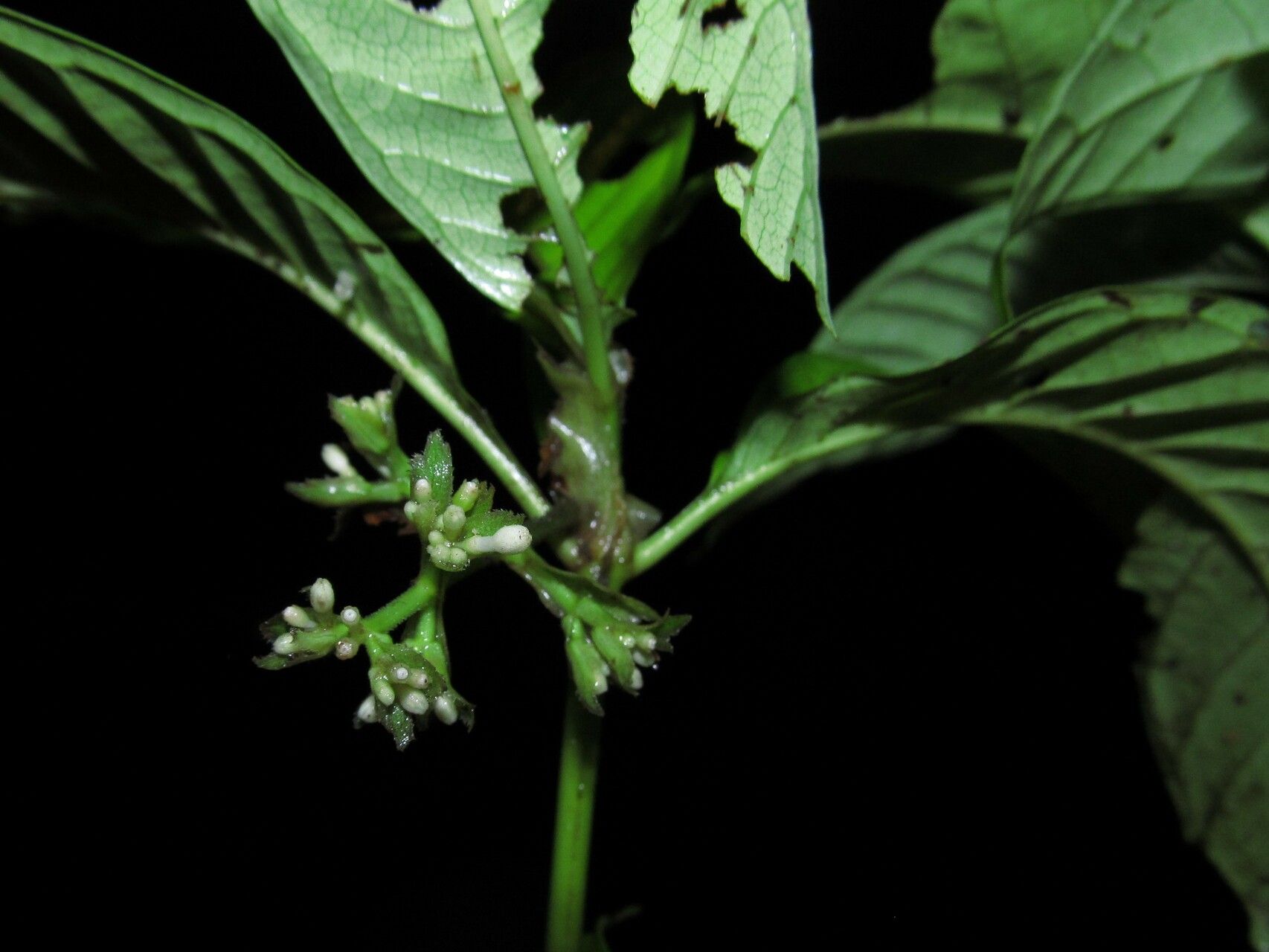 Psychotria latistipula — houseplant care guide