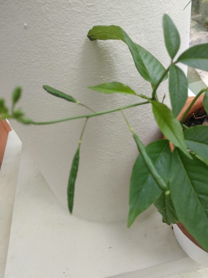 Cleome aculeata fruit