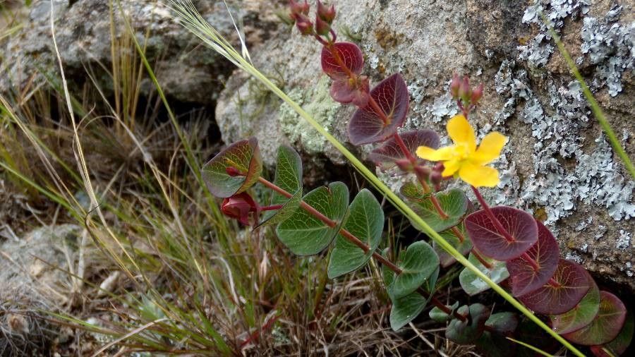 Hypericum connatum leaf