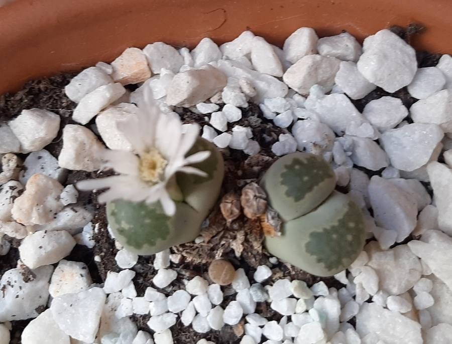 Lithops salicola flower
