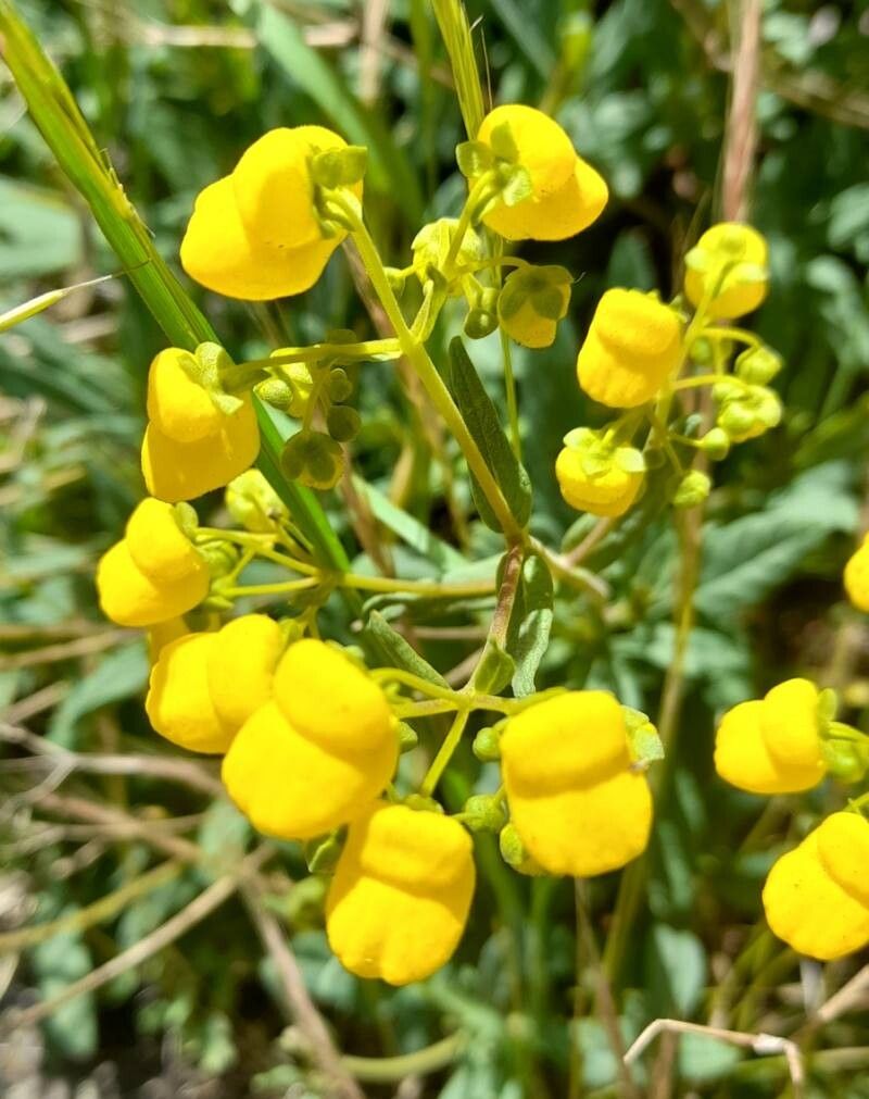 Calceolaria angustifolia flower