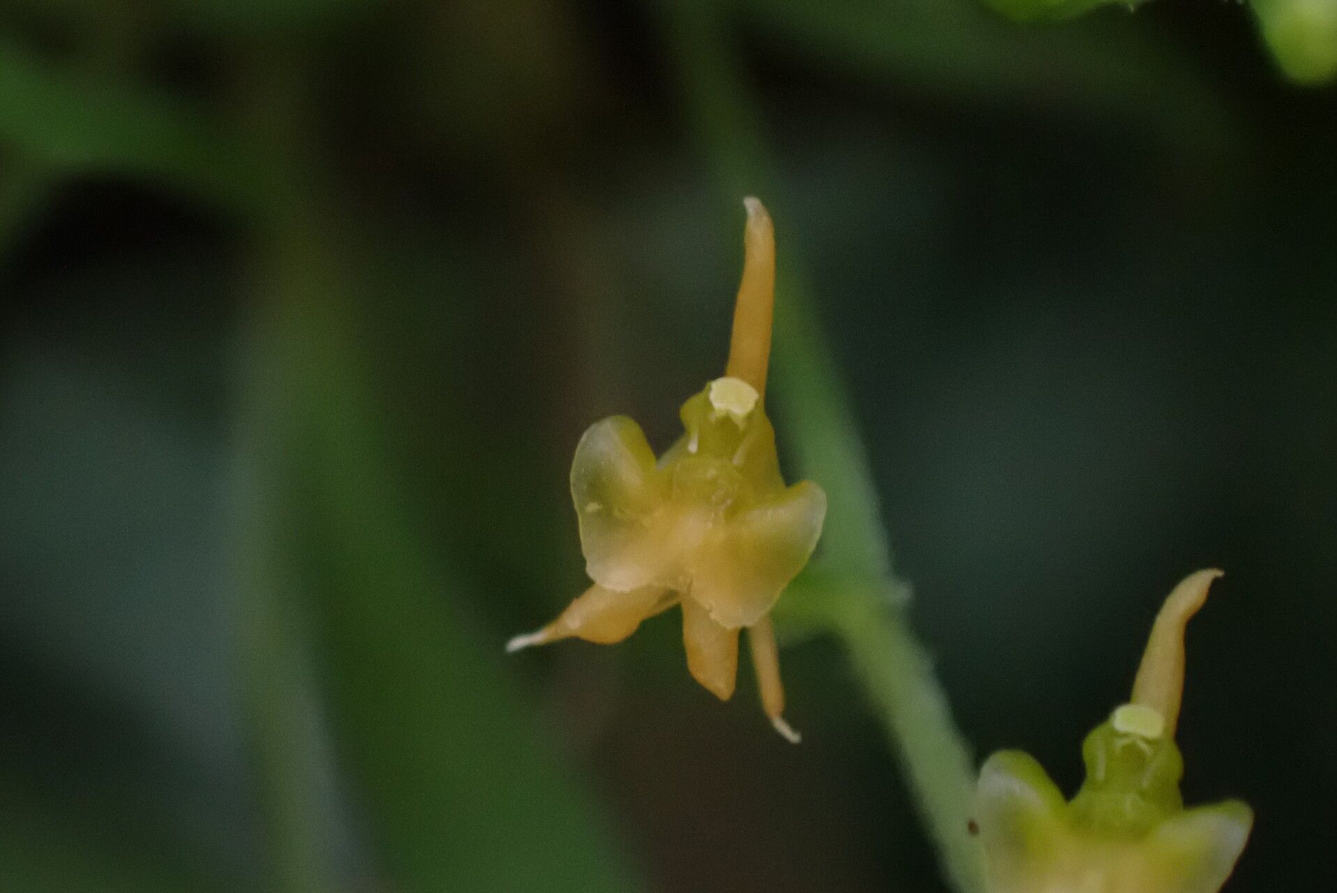 Liparis dryadum flower