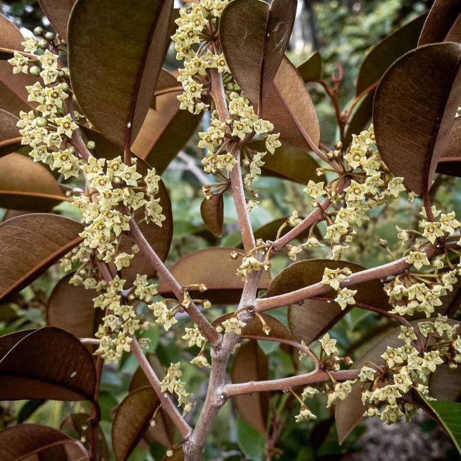 Chrysophyllum cainito flower