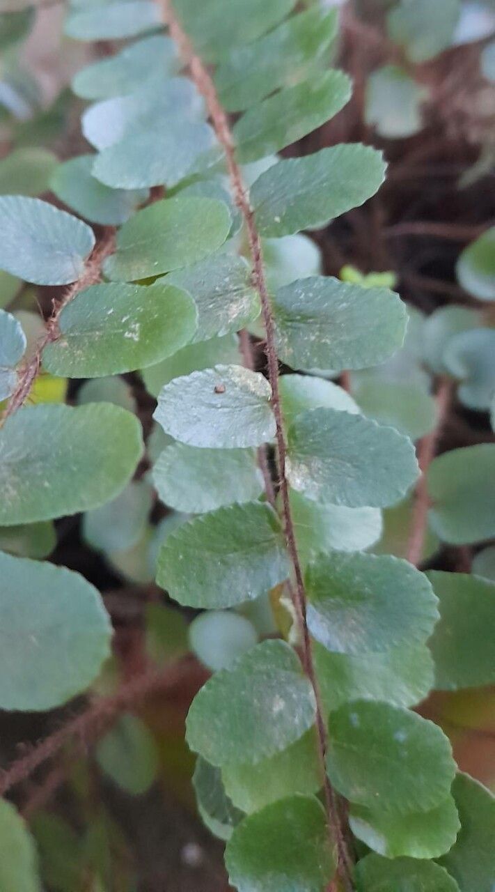 Pellaea rotundifolia