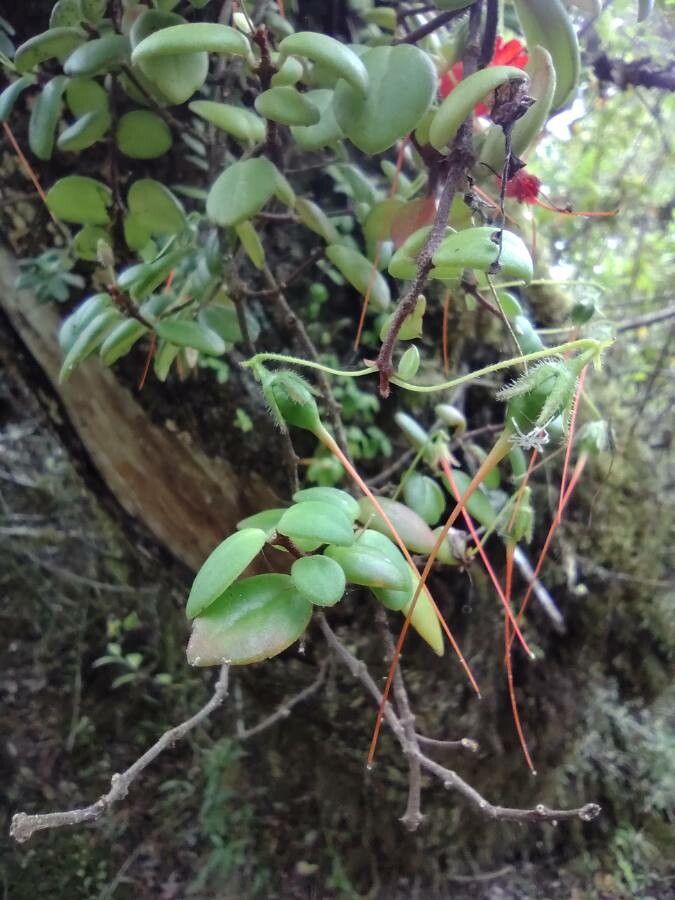 Sarmienta scandens — search result for 'Gesneriaceae'