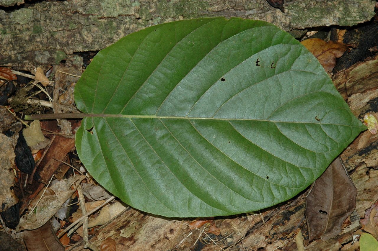 Guettarda speciosa leaf